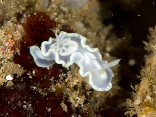 Glossodoris pallida
