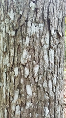 Quercus austrina