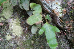 Pyrrosia polydactylos