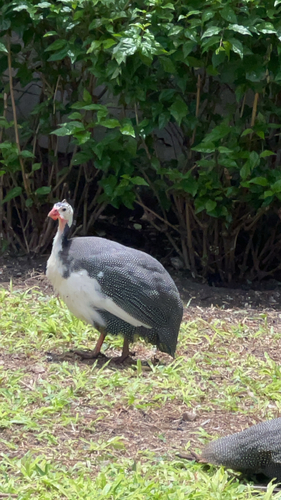 Helmeted Guineafowl
