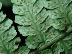 Cornopteris banajaoensis