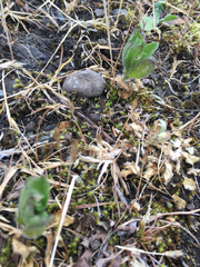 Silene gallica