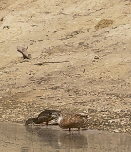 Domestic Mallard
