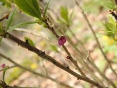 Daphne mezereum