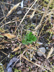 Silene gallica