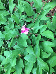 Paeonia × suffruticosa