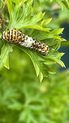 Black Swallowtail
