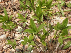 Daphne mezereum