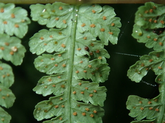 Cornopteris banajaoensis