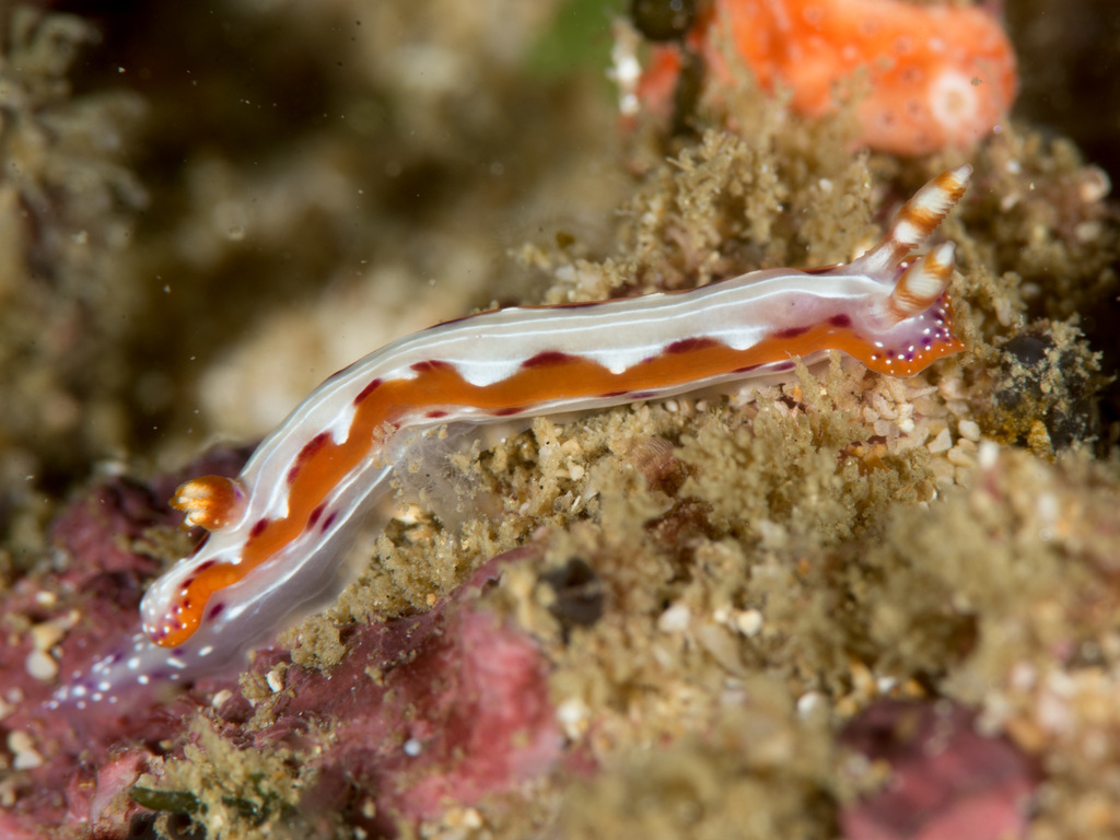 Double-banded Split-tooth Dorid