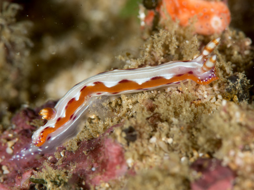 Spotted Hypselodoris