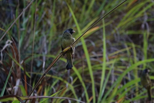 Collared Finchbill