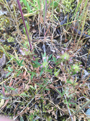 Trifolium oliganthum