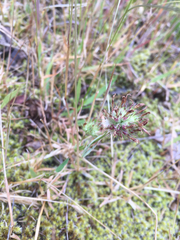 Trifolium oliganthum