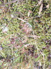 Trifolium oliganthum