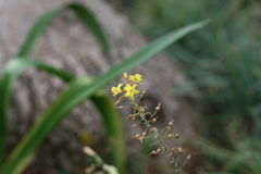 Bulbine frutescens
