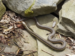 Thamnophis sirtalis