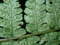 Cornopteris banajaoensis