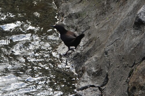 Brown Dipper