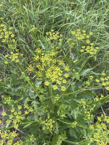 wild parsnip
