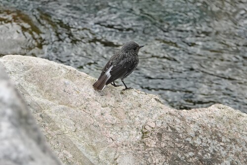 Plumbeous Water Redstart