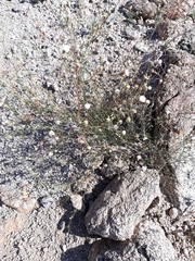 Chaenactis carphoclinia