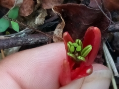Passiflora murucuja