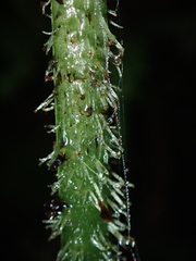 Diplazium kawakamii