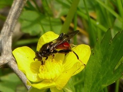 Chalcosyrphus libo