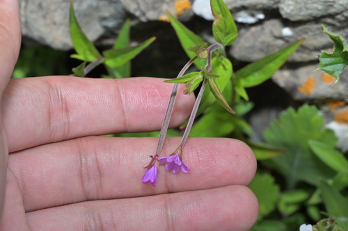 Epilobium palustre iNat (2)