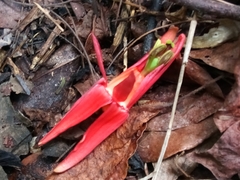Passiflora murucuja