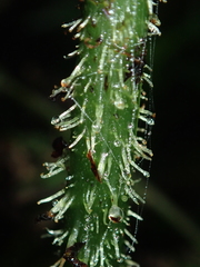 Diplazium kawakamii