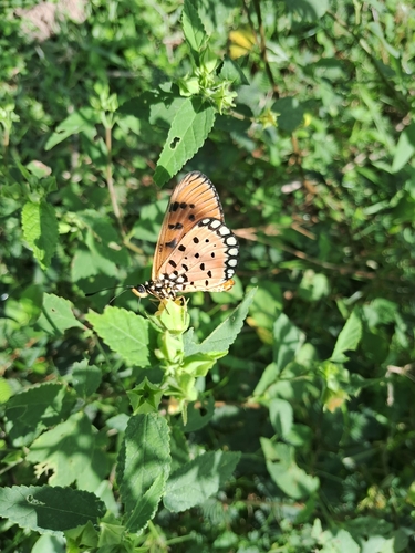 Tawny Coster