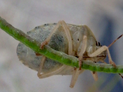 Holcostethus abbreviatus