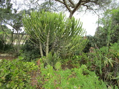 Euphorbia × curvirama