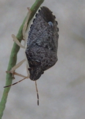 Holcostethus abbreviatus