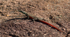 Platysaurus minor