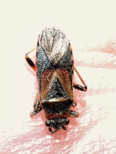 Elm Seed Bug