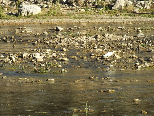 Western Cattle-Egret