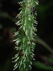 Diplazium kawakamii