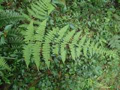 Acystopteris tenuisecta