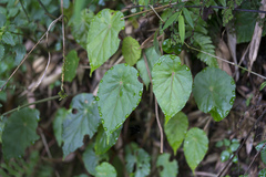 Gobenia