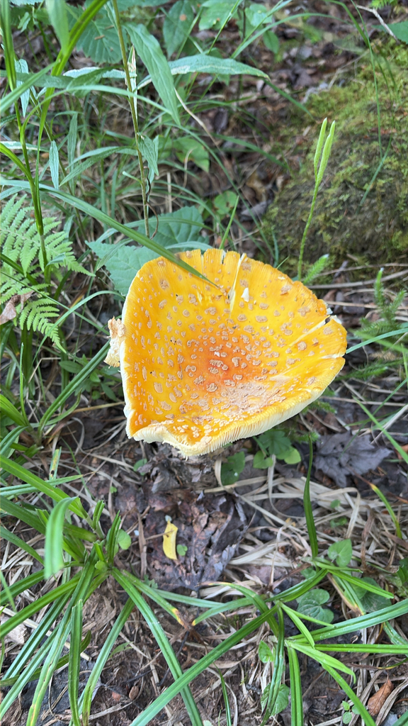 Fly Agaric