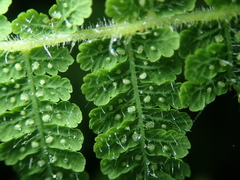 Acystopteris tenuisecta