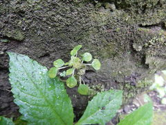 Pilea peploides major
