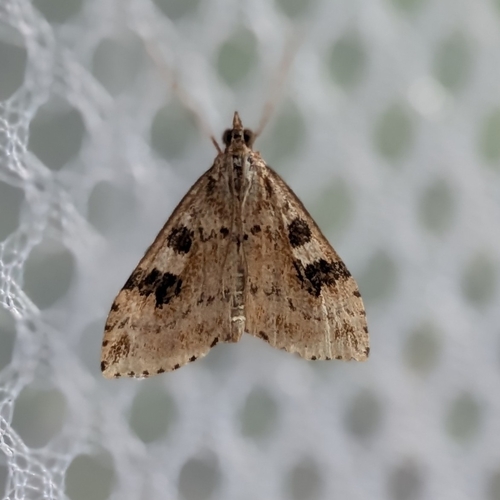 Washington Udea Moth photo 4