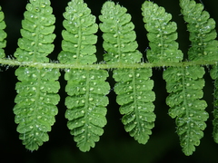 Acystopteris tenuisecta