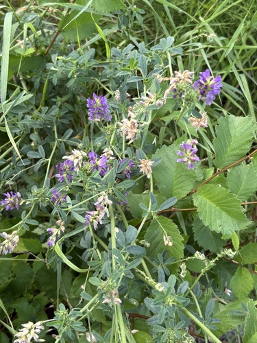 Alfalfa