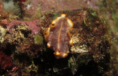 Phrikoceros