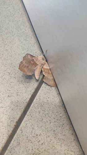 Poplar Hawkmoth